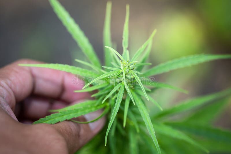 La main de la femme tenant une jeune feuille croissante de marijuana de cannabis à l'intérieur d'une maison verte image libre de droits La main de la femme tenant une jeune feuille croissante de marijuana de cannabis à l'intérieur d'une maison verte image libre de droits