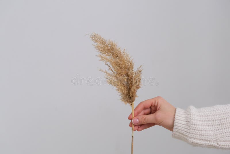 La Main De La Femme Tient L'herbe De La Pampa. Tige De Panache Rosé Pampa  Séché Herbe Plume Décorative Arrangement Floral Pour La Photo stock - Image  du minimaliste, texture: 208002478