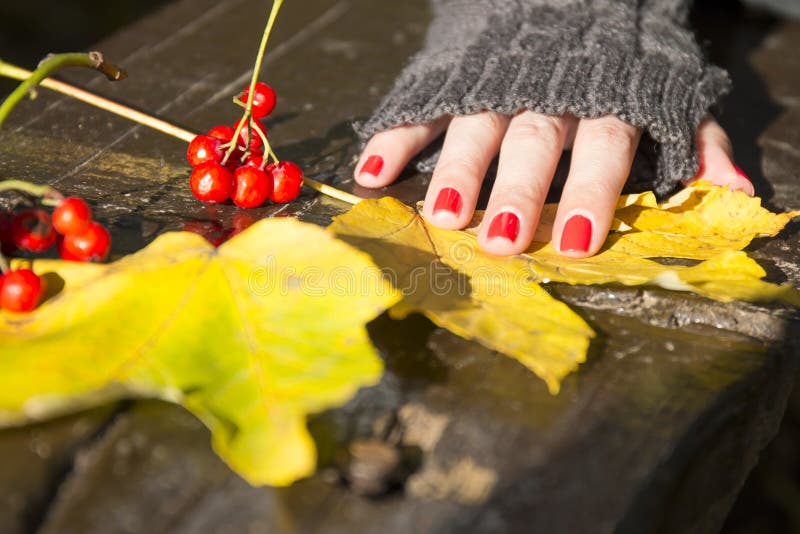 La main de la femme, les fruits rouges et les feuilles d'automne jaunes photos stock La main de la femme, les fruits rouges et les feuilles d'automne jaunes photos stock