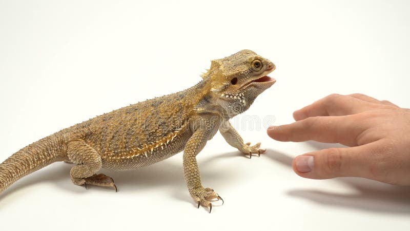 La main des femmes frotte le lézard-dragon terrible Agame barbu, animal familier