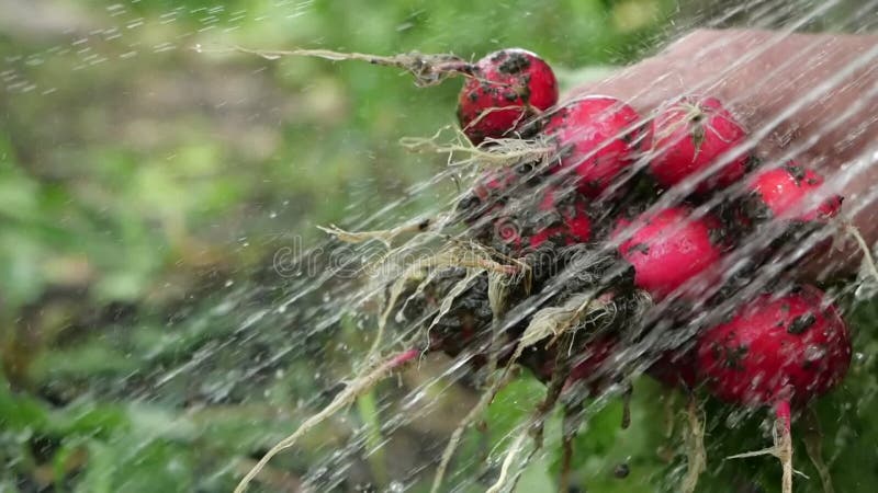 La main masculine détient le groupe de radis frais et rend le courant du légume de lavage d'eau propre de la saleté lors d'un été banque de vidéos