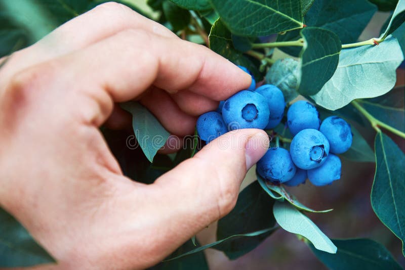La main masculine sélectionne les myrtilles organiques fraîches du buisson photos stock La main masculine sélectionne les myrtilles organiques fraîches du buisson photos stock