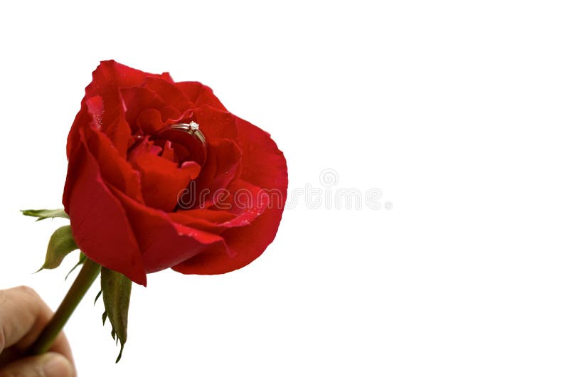 La main tenant une rose rouge simple avec la bague à diamant argentée image libre de droits La main tenant une rose rouge simple avec la bague à diamant argentée image libre de droits