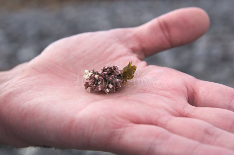 La main tient un brin de corail mort photo libre de droits La main tient un brin de corail mort photo libre de droits