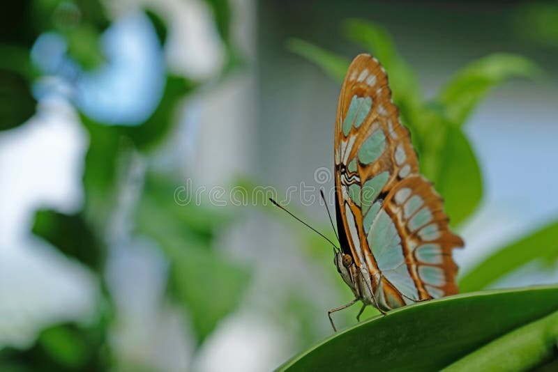 La malachite, stelenes di siproeta, farfalla si è appollaiata sulla foglia immagini stock La malachite, stelenes di siproeta, farfalla si è appollaiata sulla foglia immagini stock