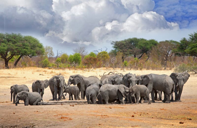 la-manada-de-elefantes-se-junta-alrededor-de-un-waterhole-en-el-parque-nacional-de-hwange-zimbabwe-%C3%A1frica-meridional-80683206.jpg