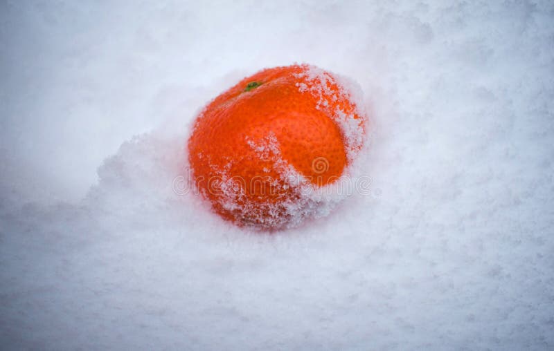 La mandarina en la nieve, agrios, día de congelación, mandarín cayó en la nieve imagen de archivo libre de regalías La mandarina en la nieve, agrios, día de congelación, mandarín cayó en la nieve imagen de archivo libre de regalías