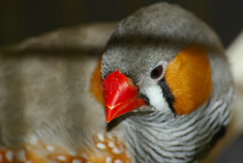 Le mandarin à bec rauque photos libres de droits