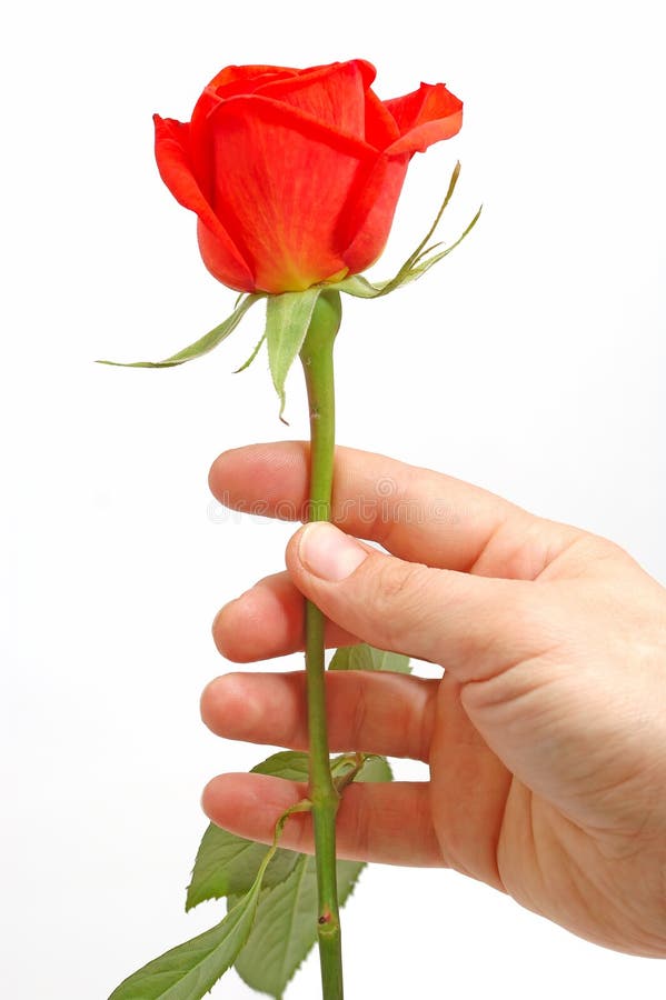 La mano che tiene un rosso è aumentato fotografia stock La mano che tiene un rosso è aumentato fotografia stock