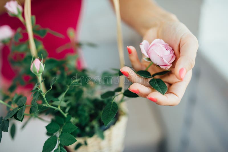 La mano de la mujer suavemente rosas de una flor imágenes de archivo libres de regalías La mano de la mujer suavemente rosas de una flor imágenes de archivo libres de regalías
