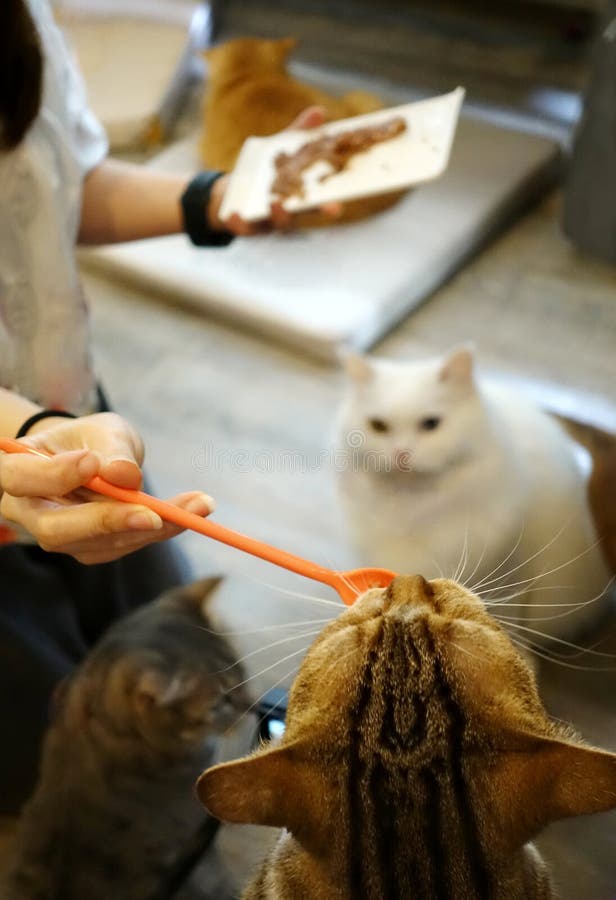 La mano de la mujer alimenta varios gatos y gato blanco que esperan para alimentar foto de archivo La mano de la mujer alimenta varios gatos y gato blanco que esperan para alimentar foto de archivo
