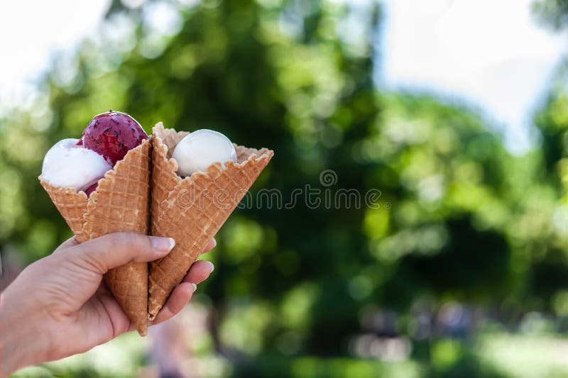 La mano de la mujer que sostiene dos conos de la galleta con las bolas blancas y magentas del helado en el fondo verde borroso de fotos de archivo La mano de la mujer que sostiene dos conos de la galleta con las bolas blancas y magentas del helado en el fondo verde borroso de fotos de archivo