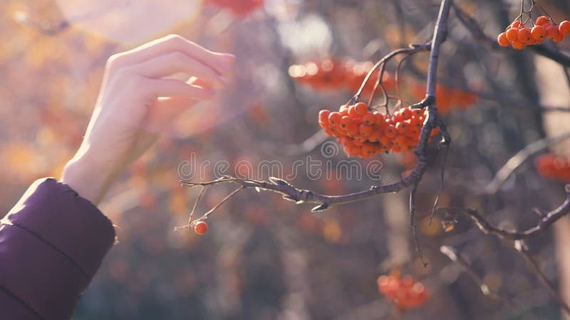 La mano de la mujer toma bayas de un árbol