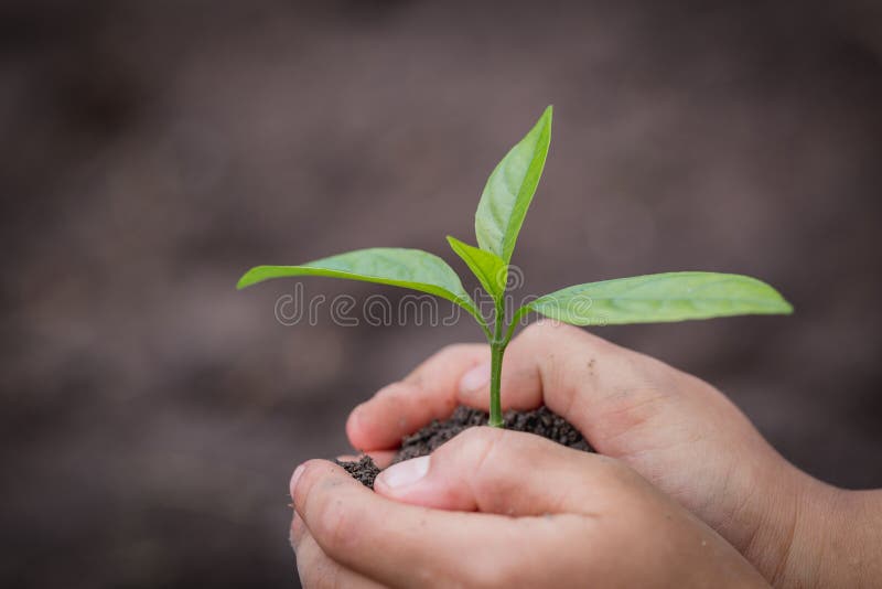 La mano del niño que sostiene un pequeño almácigo, planta un árbol, reduce el calentamiento del planeta, día del ambiente mundial foto de archivo libre de regalías La mano del niño que sostiene un pequeño almácigo, planta un árbol, reduce el calentamiento del planeta, día del ambiente mundial foto de archivo libre de regalías