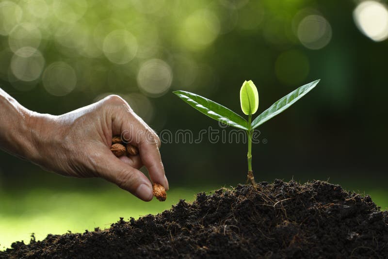 La mano dell'agricoltore che pianta i semi in suolo sulla natura