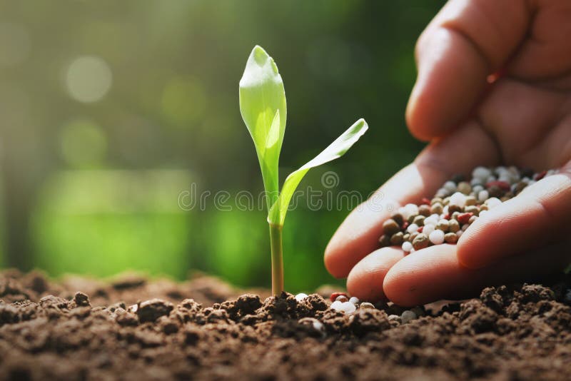 la mano dell'agricoltore sta versando i fertilizzanti chimici per giovane cereale in azienda agricola fotografie stock libere da diritti la mano dell'agricoltore sta versando i fertilizzanti chimici per giovane cereale in azienda agricola fotografie stock libere da diritti