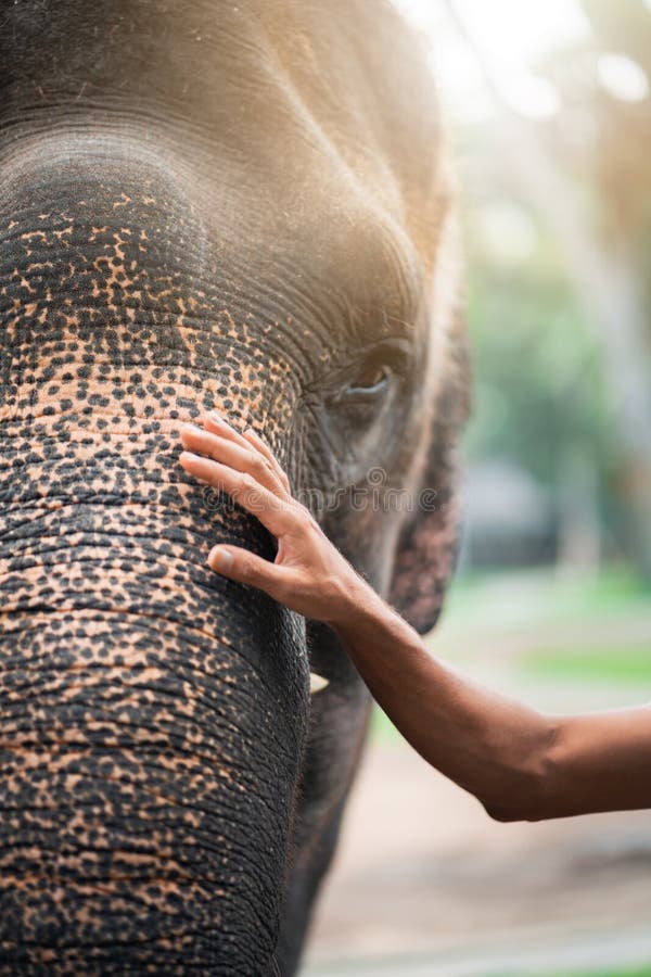 La mano dell'uomo sulla testa dell'elefante il concetto di amicizia e di cura tinta fotografia stock La mano dell'uomo sulla testa dell'elefante il concetto di amicizia e di cura tinta fotografia stock