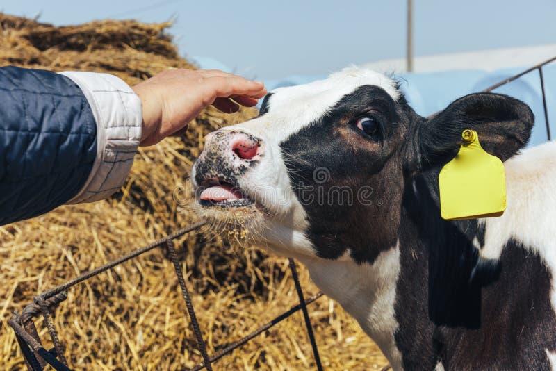La mano della donna tocca e segna la giovane testa del vitello fotografia stock libera da diritti La mano della donna tocca e segna la giovane testa del vitello fotografia stock libera da diritti