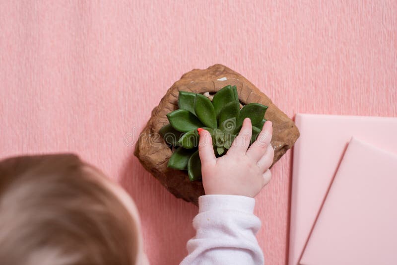 La mano di piccolo bambino Un bambino sveglio Taccuino rosa, succulente del cactus su un fondo rosa Stile minimo biglietto di S. fotografia stock La mano di piccolo bambino Un bambino sveglio Taccuino rosa, succulente del cactus su un fondo rosa Stile minimo biglietto di S. fotografia stock