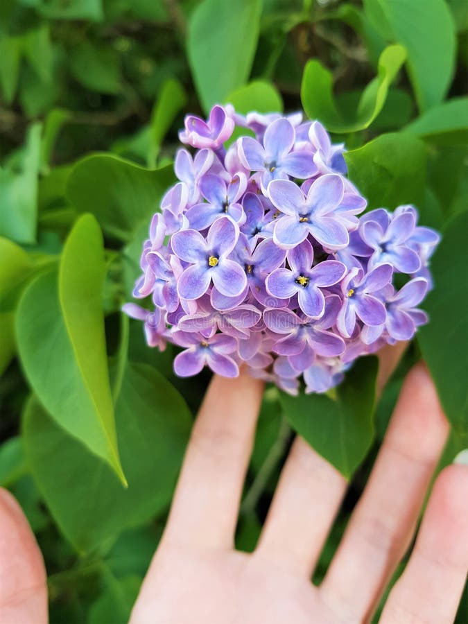 La mano femenina toca las peque?as flores hermosas del ?rbol de la lila en jard?n de la primavera fotografía de archivo La mano femenina toca las peque?as flores hermosas del ?rbol de la lila en jard?n de la primavera fotografía de archivo