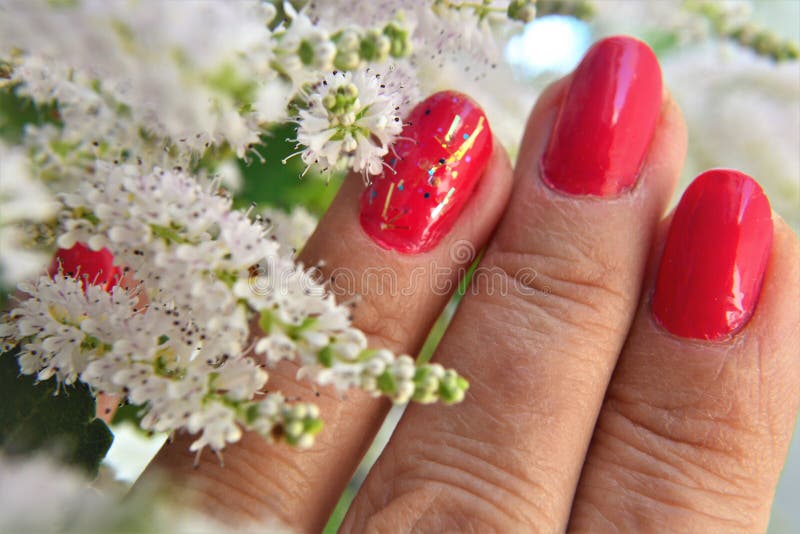 La mano femminile nei fiori di commiphora myrrha immagine stock libera da diritti