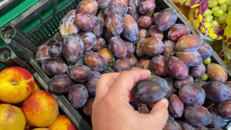 La mano maschile sceglie le prugne per un mercato agricolo locale. frutti freschi vegani.