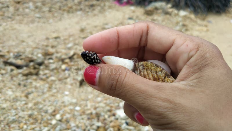 La mano que sostiene el pequeño caracol negro foto de archivo libre de regalías