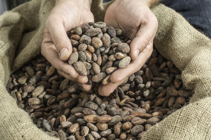 La mano sostiene granos de cacao fotos de archivo libres de regalías La mano sostiene granos de cacao fotos de archivo libres de regalías