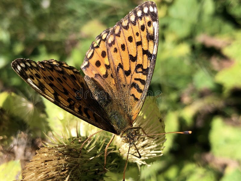 La Mariposa Argynnis Paphia O Der Kaisermantel Oder Silberstrich