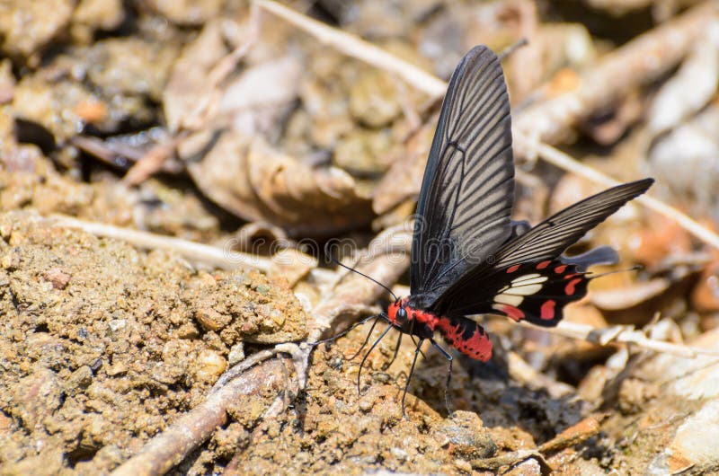 La mariposa de Rose Swallowtail con la sal roja y negra de la consumición se lame fotos de archivo La mariposa de Rose Swallowtail con la sal roja y negra de la consumición se lame fotos de archivo