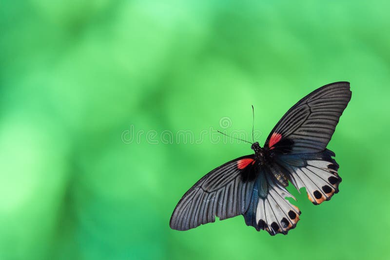La mariposa vieja del machaon de Papilio o la mariposa de Swallowtail en verde abstracto boken en fondo fotos de archivo La mariposa vieja del machaon de Papilio o la mariposa de Swallowtail en verde abstracto boken en fondo fotos de archivo