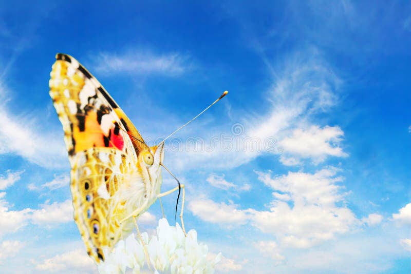 La mariposa y la flor foto de archivo. Imagen de rosa 5863954