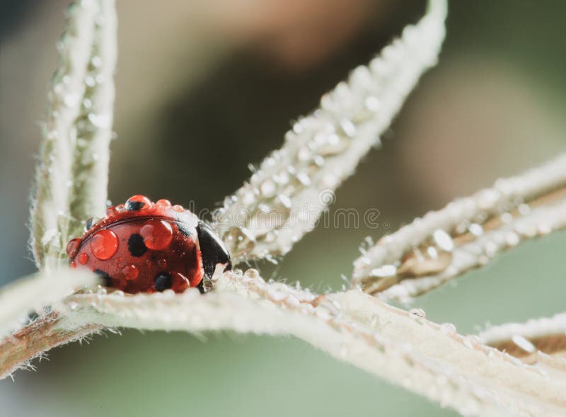 La mariquita roja en la hoja verde, mariquita se arrastra en el tronco de la planta en primavera en verano del jard?n imagen de archivo La mariquita roja en la hoja verde, mariquita se arrastra en el tronco de la planta en primavera en verano del jard?n imagen de archivo