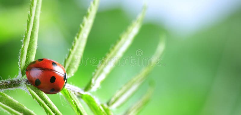 La mariquita roja en la hoja verde, mariquita se arrastra en el tronco de la planta en primavera en verano del jardín foto de archivo La mariquita roja en la hoja verde, mariquita se arrastra en el tronco de la planta en primavera en verano del jardín foto de archivo