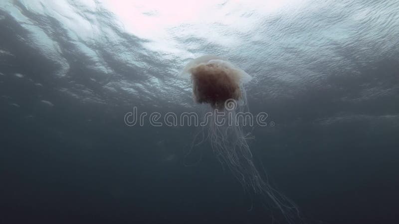 La medusa di leone nuota sotto la superficie dell'acqua