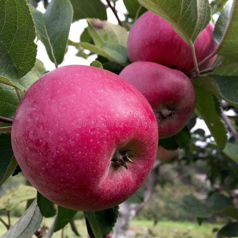 La mela dolce della frutta che cresce sull'albero con le foglie si inverdisce immagine stock La mela dolce della frutta che cresce sull'albero con le foglie si inverdisce immagine stock