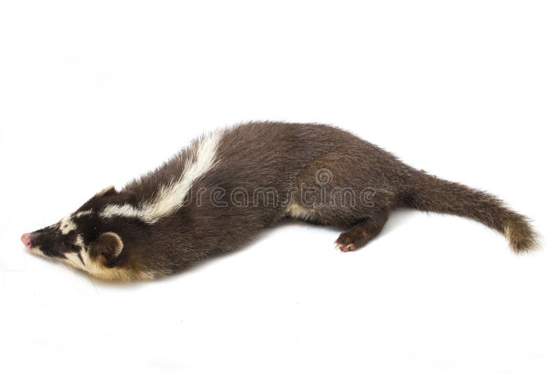 La melogale orientalis de Javan ferret-badger es una endémica mustelid de Java y Bali, Indonesia fotografía de archivo