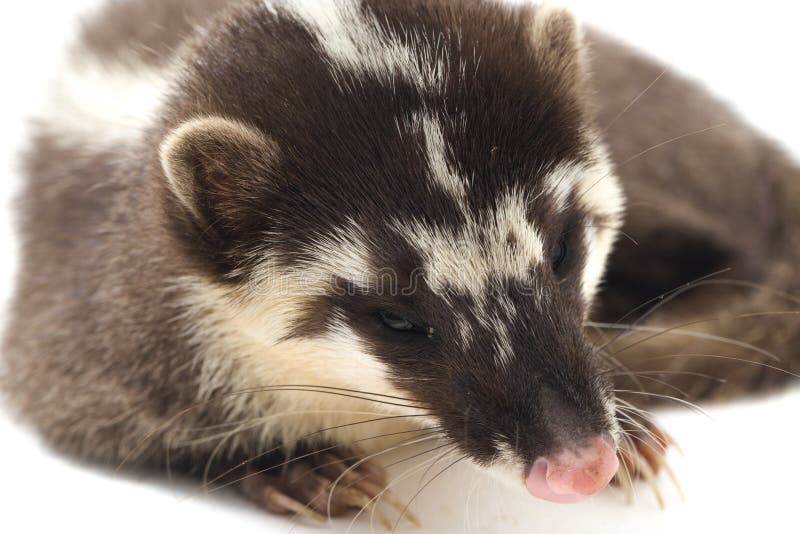 La melogale orientalis de Javan ferret-badger es una endémica mustelid de Java y Bali, Indonesia foto de archivo libre de regalías