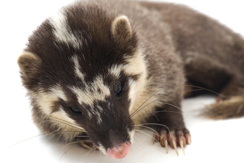La melogale orientalis de Javan ferret-badger es una endémica mustelid de Java y Bali, Indonesia foto de archivo libre de regalías