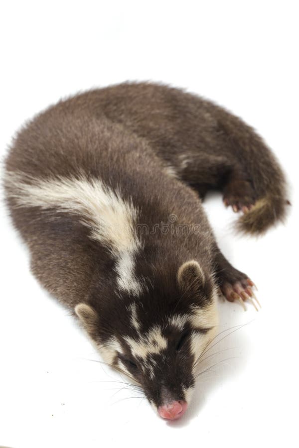 La melogale orientalis de Javan ferret-badger es una endémica mustelid de Java y Bali, Indonesia fotografía de archivo libre de regalías