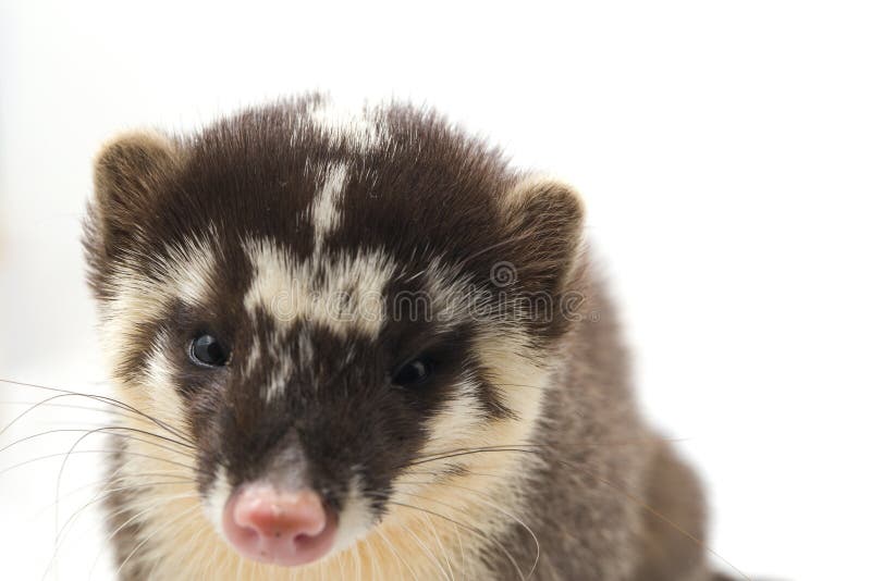 La melogale orientalis de Javan ferret-badger es una endémica mustelid de Java y Bali, Indonesia imagen de archivo