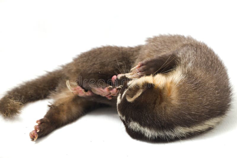 La melogale orientalis de Javan ferret-badger es una endémica mustelid de Java y Bali, Indonesia foto de archivo libre de regalías