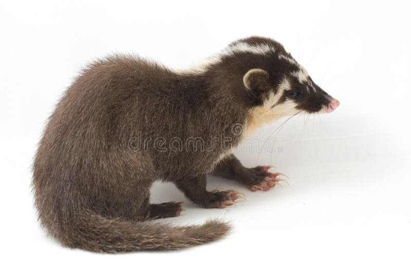 La melogale orientalis de Javan ferret-badger es una endémica mustelid de Java y Bali, Indonesia imagen de archivo libre de regalías