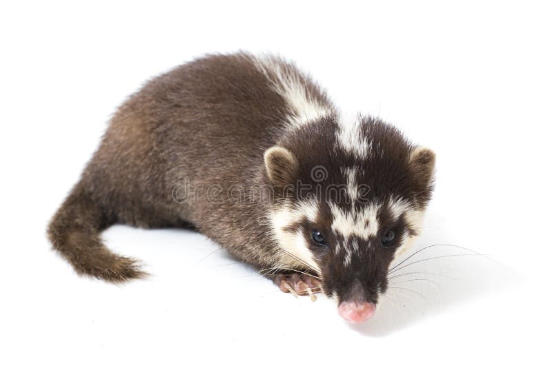 La melogale orientalis de Javan ferret-badger es una endémica mustelid de Java y Bali, Indonesia imágenes de archivo libres de regalías