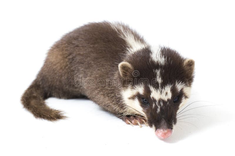 La melogale orientalis de Javan ferret-badger es una endémica mustelid de Java y Bali, Indonesia foto de archivo libre de regalías