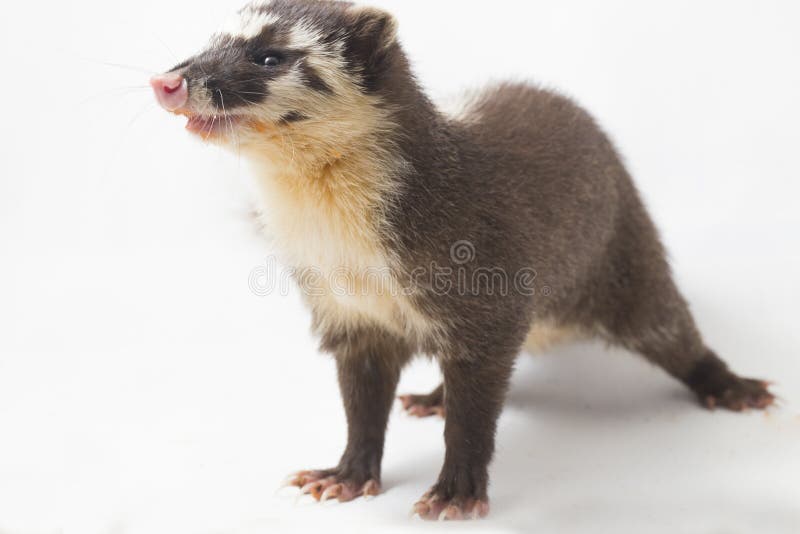 La melogale orientalis de Javan ferret-badger es una endémica mustelid de Java y Bali, Indonesia imagen de archivo