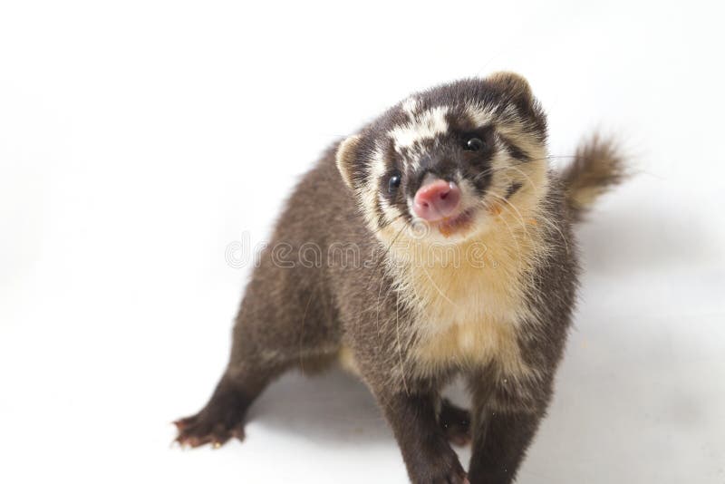 La melogale orientalis de Javan ferret-badger es una endémica mustelid de Java y Bali, Indonesia foto de archivo libre de regalías