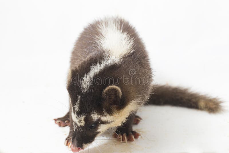 La melogale orientalis de Javan ferret-badger es una endémica mustelid de Java y Bali, Indonesia fotos de archivo