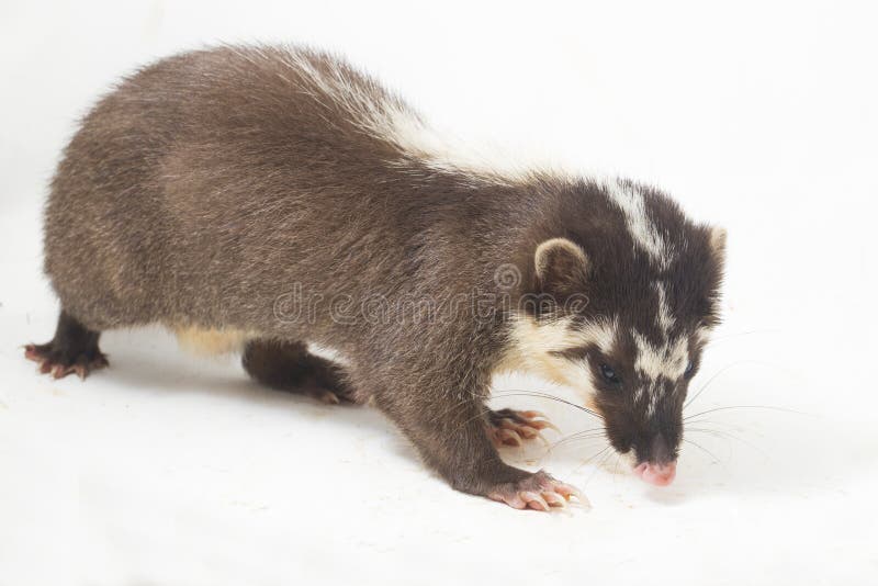 La melogale orientalis de Javan ferret-badger es una endémica mustelid de Java y Bali, Indonesia imagen de archivo libre de regalías