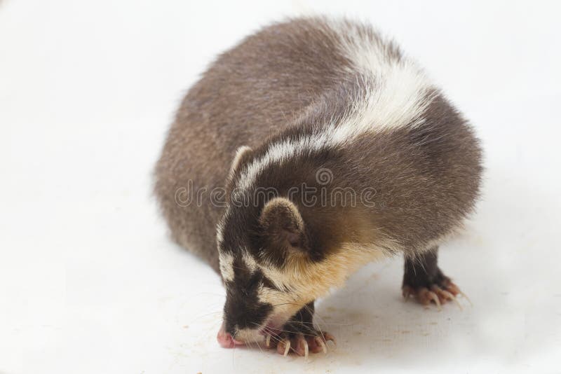 La melogale orientalis de Javan ferret-badger es una endémica mustelid de Java y Bali, Indonesia fotografía de archivo libre de regalías